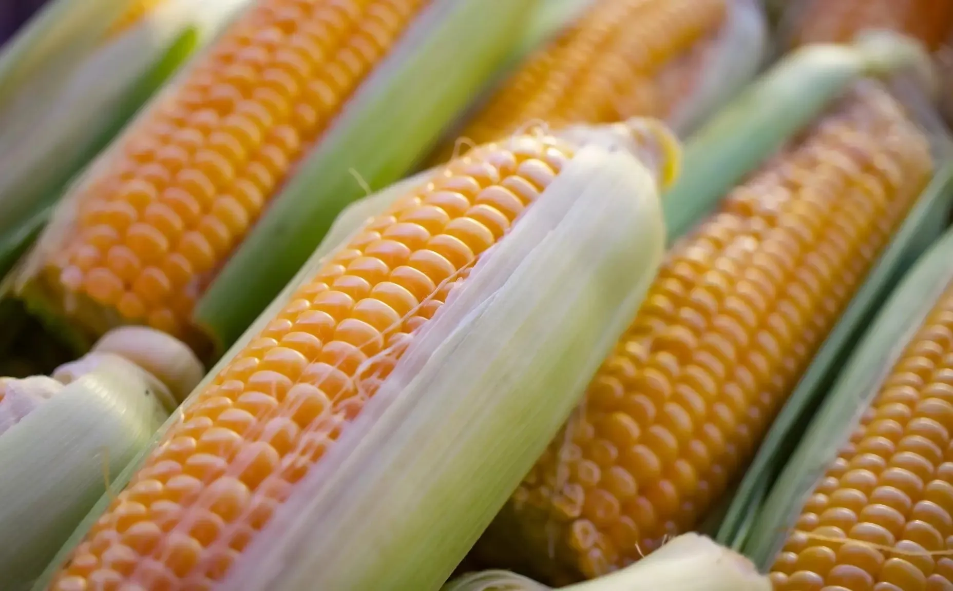 Corn (Maize)