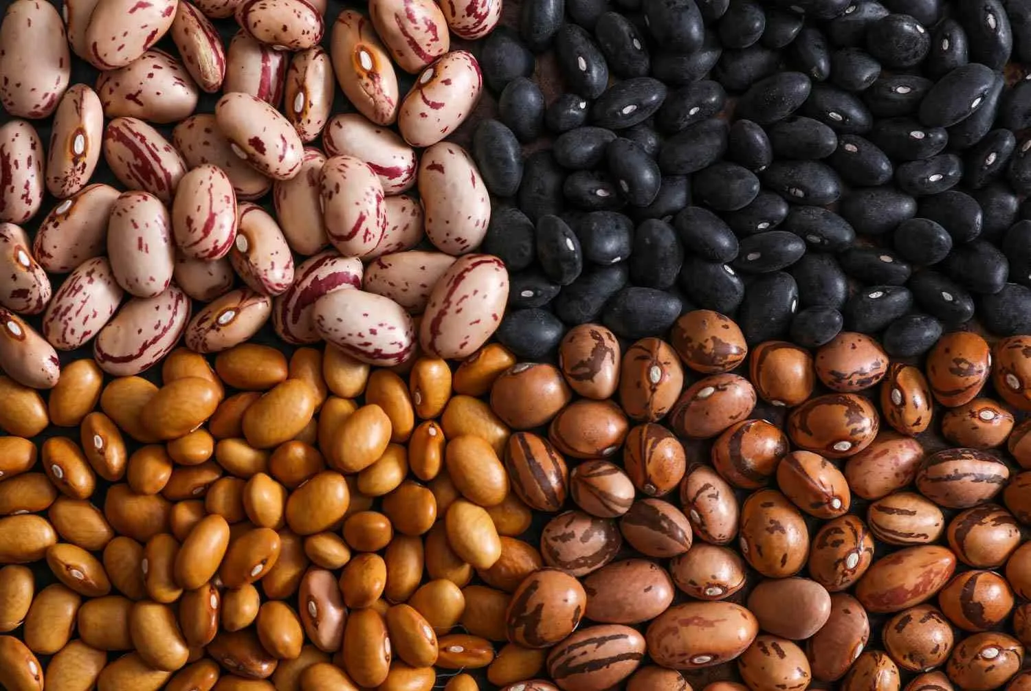 Dry beans